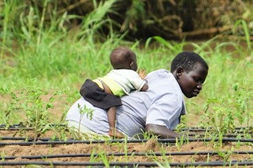 South Sudan Water Cultivation Niras