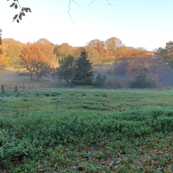 Efterarsskovbryn NS 12942 Photo Martin Hesselsoe
