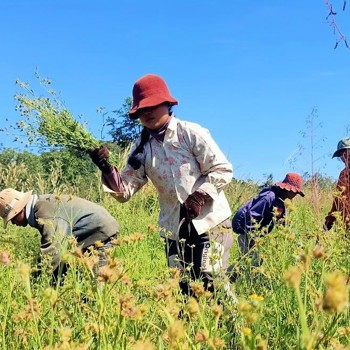 WAT4CAM Photo 2022 12 05 Cover Crop Seed Harvest In PVH4 Copy