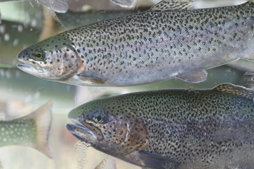 Salmonbehindglass