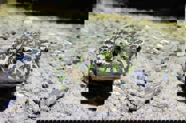 box image