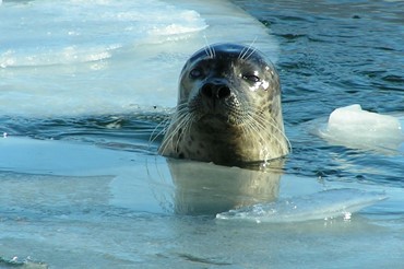 Gray Seal Peaking Its Head Through The Ice