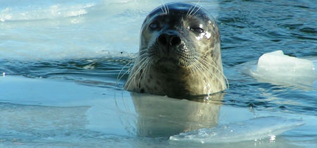 Gray Seal Peaking Its Head Through The Ice
